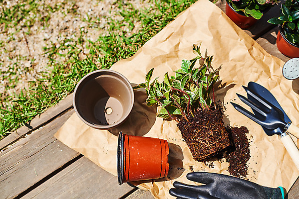 포토 JPG 주간 식물 화분 화초 장갑 자연 취미 사람없음 야외 하이앵글 정원 모종삽 원예 분갈이 홈가드닝 무늬산호수 반려식물 국내포토 자연요소 잡화 뷰포인트 삽 생태계 파일형식