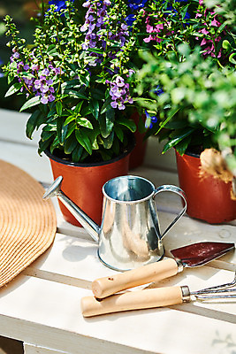 포토 JPG 주간 식물 화분 화초 자연 취미 사람없음 야외 초록색 정원 미니어처 물뿌리개 모종삽 원예 홈가드닝 안젤로니아 반려식물 국내포토 자연요소 컬러 모형 삽 생태계 파일형식