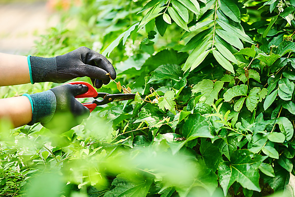 포토 JPG 주간 식물 손 여자 화초 40대 중년 장갑 자연 가위 한명 취미 야외 아웃포커스 신체부위 초록색 정원 한국인 원예 홈가드닝 반려식물 국내포토 자연요소 1 잡화 컬러 문구용품 촬영기법 사람 동양인 성인 생태계 파일형식