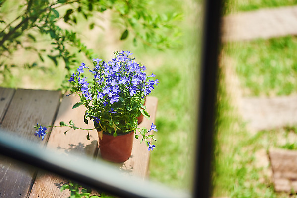 포토 JPG 주간 식물 화분 화초 창 자연 취미 사람없음 야외 초록색 정원 원예 창틀 로벨리아 홈가드닝 반려식물 국내포토 자연요소 무기 컬러 창문 생태계 파일형식