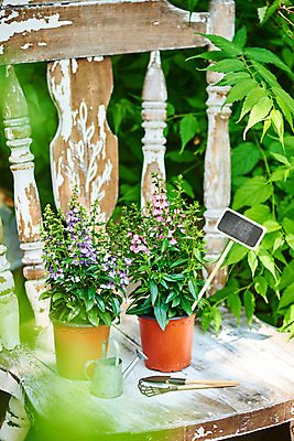 포토 JPG 주간 식물 화분 화초 의자 자연 취미 사람없음 야외 초록색 정원 미니어처 물뿌리개 모종삽 원예 홈가드닝 안젤로니아 반려식물 국내포토 자연요소 컬러 가구 모형 삽 생태계 파일형식