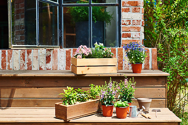 포토 JPG 주간 식물 화분 화초 자연 취미 사람없음 야외 초록색 정원 물뿌리개 모종삽 원예 바질 로벨리아 초코민트 홈가드닝 스피아민트 무늬산호수 안젤로니아 반려식물 국내포토 자연요소 컬러 삽 민트 허브 생태계 파일형식