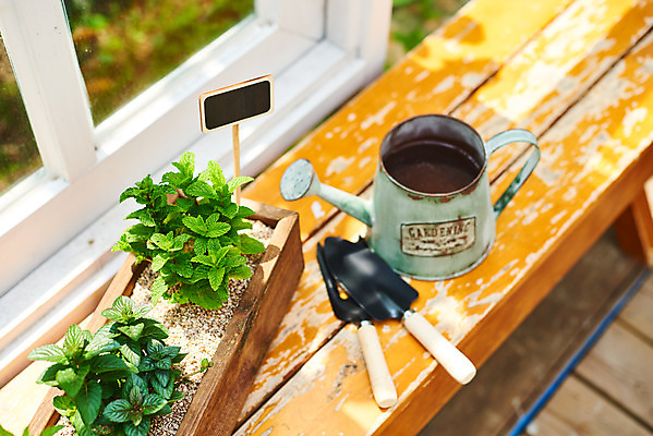 포토 JPG 주간 식물 화초 자연 취미 사람없음 야외 정원 물뿌리개 모종삽 원예 홈가드닝 스피아민트 반려식물 국내포토 자연요소 삽 민트 생태계 파일형식