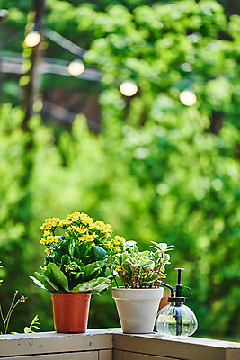 포토 JPG 주간 식물 화분 화초 자연 취미 사람없음 야외 아웃포커스 초록색 정원 물뿌리개 원예 카랑코에 홈가드닝 무늬산호수 반려식물 국내포토 자연요소 컬러 촬영기법 생태계 파일형식