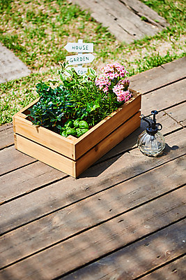 포토 JPG 주간 식물 화초 자연 취미 사람없음 야외 정원 물뿌리개 원예 바질 로즈메리 홈가드닝 레마탄 무늬산호수 반려식물 국내포토 자연요소 허브 생태계 파일형식 공기정화식물