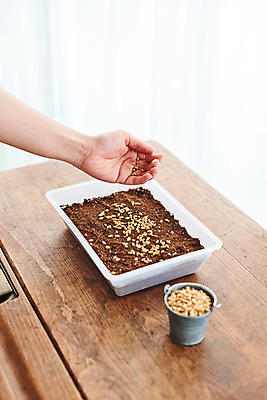 포토 JPG 주간 식물 손 여자 화초 자연 씨앗 한명 20대 성인 취미 야외 신체부위 정원 흙 한국인 책상 원예 홈가드닝 밀싹 반려식물 국내포토 자연요소 1 가구 사람 동양인 청년 새싹 생태계 파일형식