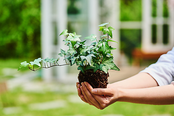 포토 JPG 주간 식물 손 여자 화초 자연 한명 20대 성인 취미 야외 아웃포커스 신체부위 초록색 정원 한국인 원예 아이비 홈가드닝 반려식물 국내포토 자연요소 1 컬러 촬영기법 사람 동양인 청년 생태계 파일형식