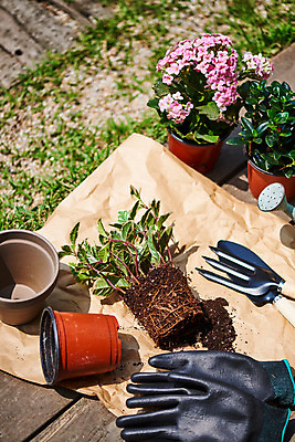 포토 JPG 주간 식물 화분 화초 장갑 자연 취미 사람없음 야외 정원 물뿌리개 모종삽 원예 분갈이 홈가드닝 레마탄 무늬산호수 반려식물 국내포토 자연요소 잡화 삽 생태계 파일형식 공기정화식물