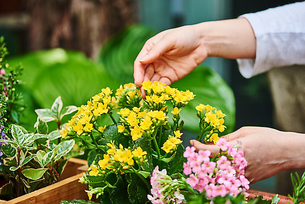 포토 JPG 주간 식물 손 여자 화초 자연 한명 근접촬영 20대 성인 취미 야외 신체부위 정원 한국인 원예 카랑코에 홈가드닝 무늬산호수 반려식물 국내포토 자연요소 1 뷰포인트 사람 동양인 청년 생태계 파일형식