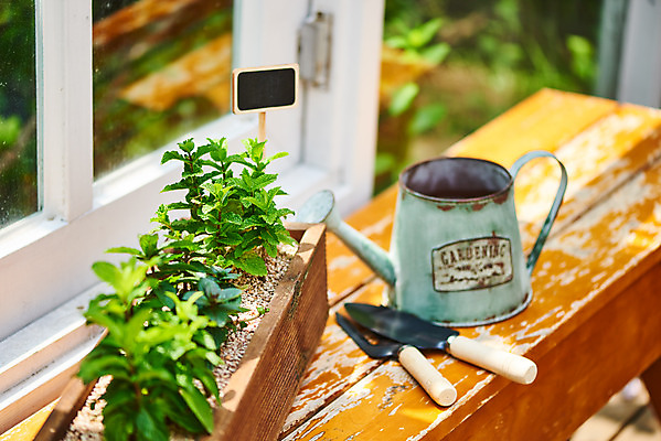 포토 JPG 주간 식물 화초 자연 취미 사람없음 야외 정원 물뿌리개 모종삽 원예 초코민트 홈가드닝 스피아민트 반려식물 국내포토 자연요소 삽 민트 허브 생태계 파일형식