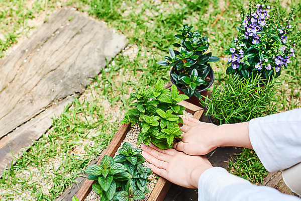 포토 JPG 주간 식물 손 여자 화초 자연 한명 20대 성인 취미 야외 신체부위 초록색 정원 한국인 원예 로즈메리 분갈이 홈가드닝 레마탄 스피아민트 안젤로니아 반려식물 국내포토 자연요소 1 컬러 사람 동양인 청년 민트 허브 생태계 파일형식 공기정화식물