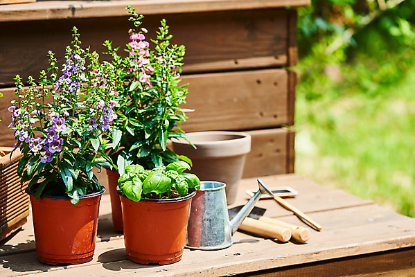 포토 JPG 주간 식물 화분 화초 자연 취미 사람없음 야외 정원 물뿌리개 모종삽 원예 바질 홈가드닝 안젤로니아 반려식물 국내포토 자연요소 삽 생태계 파일형식