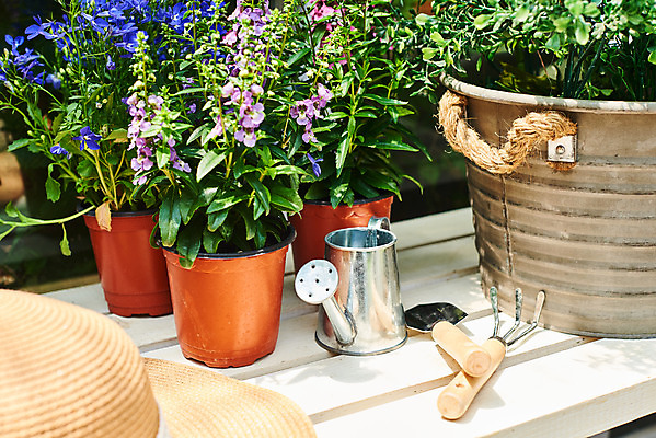 포토 JPG 주간 식물 모자 화분 화초 자연 취미 사람없음 야외 정원 물뿌리개 모종삽 원예 로벨리아 홈가드닝 안젤로니아 반려식물 국내포토 자연요소 잡화 삽 생태계 파일형식