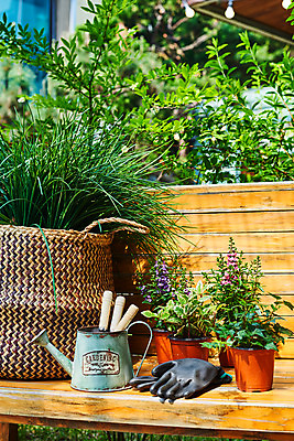 포토 JPG 주간 식물 화초 장갑 벤치 의자 자연 취미 사람없음 야외 초록색 정원 물뿌리개 모종삽 원예 아이비 홈가드닝 무늬산호수 안젤로니아 반려식물 국내포토 자연요소 잡화 컬러 가구 삽 생태계 파일형식