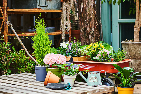 포토 JPG 주간 식물 화분 화초 장갑 자연 취미 사람없음 야외 정원 물뿌리개 원예 수국 아이비 로즈메리 베고니아 율마 카랑코에 홈가드닝 안젤로니아 반려식물 국내포토 자연요소 잡화 꽃 허브 생태계 파일형식