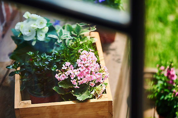 포토 JPG 주간 식물 화분 화초 자연 근접촬영 취미 사람없음 야외 정원 원예 로즈메리 베고니아 홈가드닝 레마탄 무늬산호수 반려식물 국내포토 자연요소 꽃 뷰포인트 허브 생태계 파일형식 공기정화식물