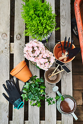 포토 JPG 주간 식물 화분 화초 장갑 자연 취미 사람없음 야외 하이앵글 정원 물뿌리개 모종삽 원예 수국 아이비 율마 홈가드닝 반려식물 국내포토 자연요소 잡화 꽃 뷰포인트 삽 생태계 파일형식