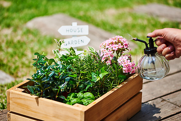 포토 JPG 주간 식물 손 여자 화분 화초 40대 중년 자연 한명 취미 야외 신체부위 초록색 정원 물뿌리개 한국인 원예 아이비 바질 로즈메리 홈가드닝 레마탄 반려식물 국내포토 자연요소 1 컬러 사람 동양인 성인 허브 생태계 파일형식 공기정화식물