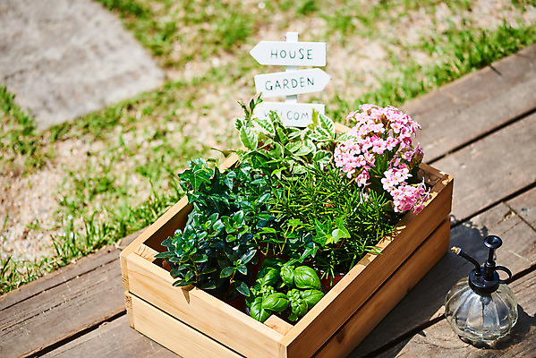 포토 JPG 주간 식물 화분 화초 자연 취미 사람없음 야외 초록색 정원 물뿌리개 원예 아이비 바질 로즈메리 홈가드닝 레마탄 무늬산호수 반려식물 국내포토 자연요소 컬러 허브 생태계 파일형식 공기정화식물