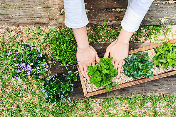 포토 JPG 주간 식물 손 여자 화분 화초 자연 한명 20대 성인 취미 야외 신체부위 초록색 하이앵글 정원 한국인 원예 로즈메리 분갈이 초코민트 홈가드닝 레마탄 스피아민트 안젤로니아 반려식물 국내포토 자연요소 1 뷰포인트 컬러 사람 동양인 청년 민트 허브 생태계 파일형식 공기정화식물