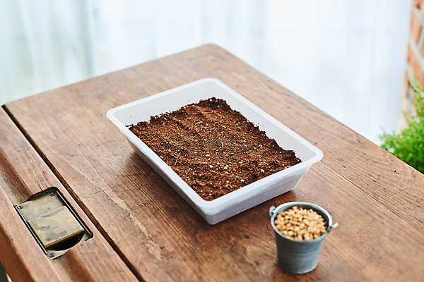 포토 JPG 주간 식물 화초 자연 씨앗 취미 사람없음 야외 갈색 정원 흙 책상 원예 홈가드닝 밀싹 반려식물 국내포토 자연요소 컬러 가구 새싹 생태계 파일형식