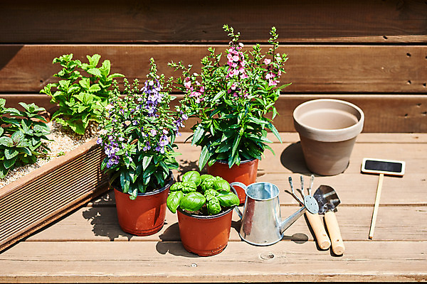 포토 JPG 주간 식물 화분 화초 자연 주택 취미 사람없음 야외 초록색 정원 물뿌리개 모종삽 원예 바질 홈가드닝 스피아민트 안젤로니아 반려식물 국내포토 자연요소 컬러 건물 삽 민트 생태계 파일형식