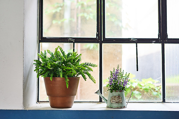 포토 JPG 식물 화분 화초 창문 자연 주택 실내 취미 사람없음 정원 물뿌리개 창가 원예 홈가드닝 안젤로니아 반려식물 국내포토 내부 건물 생태계 파일형식