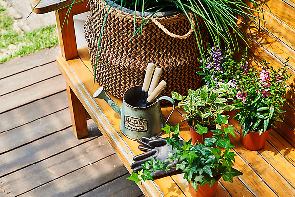 포토 JPG 주간 식물 화분 화초 벤치 의자 자연 주택 취미 사람없음 야외 초록색 정원 물뿌리개 모종삽 원예 아이비 홈가드닝 무늬산호수 안젤로니아 반려식물 국내포토 자연요소 컬러 가구 건물 삽 생태계 파일형식