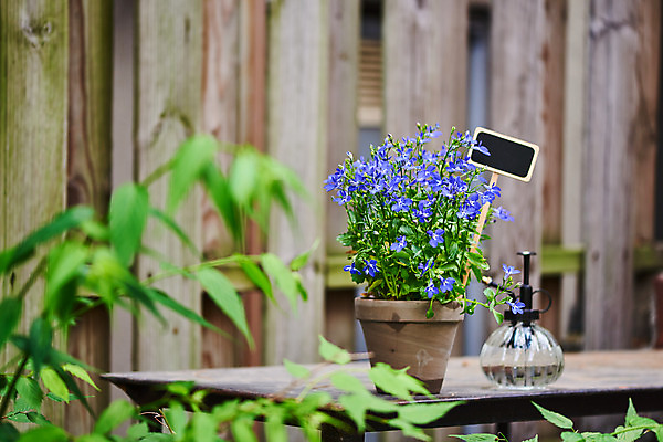 포토 JPG 주간 식물 화분 화초 자연 주택 취미 사람없음 야외 정원 물뿌리개 원예 로벨리아 홈가드닝 반려식물 국내포토 자연요소 건물 생태계 파일형식