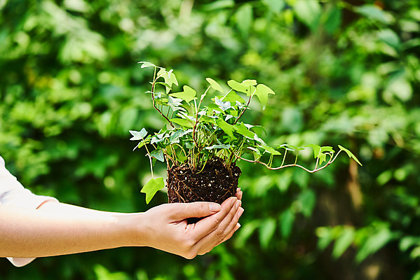 포토 JPG 주간 식물 손 여자 화초 자연 주택 한명 들기 20대 취미 야외 아웃포커스 신체부위 초록색 정원 한국인 원예 아이비 분갈이 홈가드닝 반려식물 국내포토 자연요소 1 컬러 모션 촬영기법 사람 동양인 청년 건물 생태계 파일형식