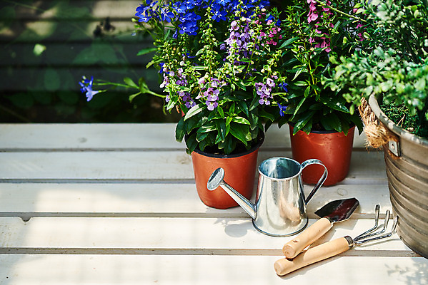 포토 JPG 주간 식물 화분 화초 자연 주택 취미 사람없음 야외 정원 물뿌리개 모종삽 원예 로벨리아 홈가드닝 안젤로니아 반려식물 국내포토 자연요소 건물 삽 생태계 파일형식