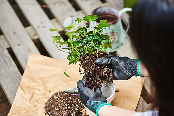 포토 JPG 주간 식물 손 여자 화분 화초 장갑 자연 주택 한명 20대 취미 야외 신체부위 정원 흙 물뿌리개 한국인 원예 아이비 분갈이 홈가드닝 반려식물 국내포토 자연요소 1 잡화 사람 동양인 청년 건물 생태계 파일형식