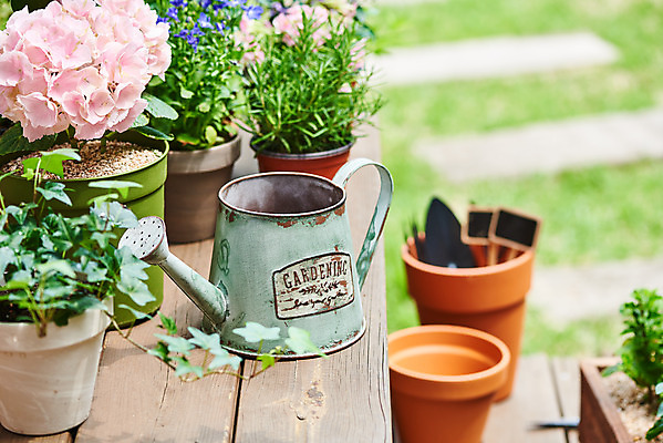 포토 JPG 주간 식물 화분 화초 자연 주택 취미 사람없음 야외 초록색 정원 물뿌리개 모종삽 원예 수국 아이비 로즈메리 홈가드닝 안젤로니아 반려식물 국내포토 자연요소 꽃 컬러 건물 삽 허브 생태계 파일형식