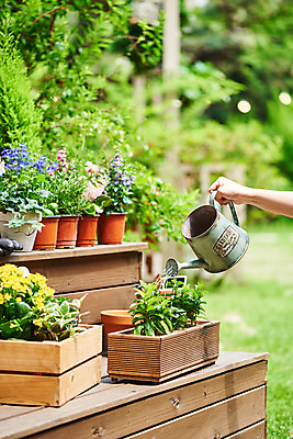 포토 JPG 주간 식물 손 여자 화분 화초 자연 주택 한명 20대 취미 야외 신체부위 초록색 정원 물뿌리개 한국인 원예 아이비 로벨리아 초코민트 카랑코에 홈가드닝 스피아민트 안젤로니아 반려식물 국내포토 자연요소 1 컬러 사람 동양인 청년 건물 민트 허브 생태계 파일형식
