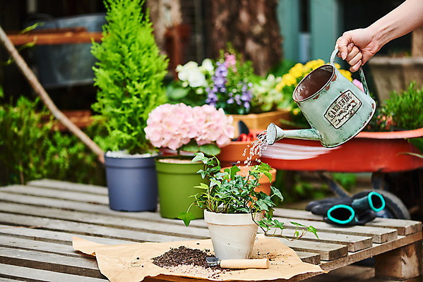 포토 JPG 주간 식물 손 여자 화분 화초 자연 주택 한명 20대 취미 야외 신체부위 정원 흙 물뿌리개 한국인 모종삽 원예 수국 아이비 율마 홈가드닝 안젤로니아 반려식물 국내포토 자연요소 1 꽃 사람 동양인 청년 건물 삽 생태계 파일형식