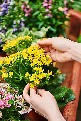포토 JPG 주간 식물 손 여자 화분 화초 자연 주택 한명 근접촬영 20대 취미 야외 신체부위 정원 한국인 원예 카랑코에 홈가드닝 반려식물 국내포토 자연요소 1 뷰포인트 사람 동양인 청년 건물 생태계 파일형식