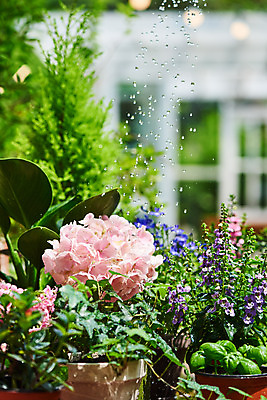 포토 JPG 주간 식물 화분 화초 자연 주택 취미 사람없음 야외 정원 물주기 원예 수국 아이비 바질 홈가드닝 안젤로니아 반려식물 국내포토 자연요소 꽃 모션 건물 생태계 파일형식