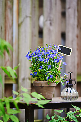 포토 JPG 주간 식물 화분 화초 자연 주택 취미 사람없음 야외 정원 물뿌리개 원예 로벨리아 홈가드닝 반려식물 국내포토 자연요소 건물 생태계 파일형식