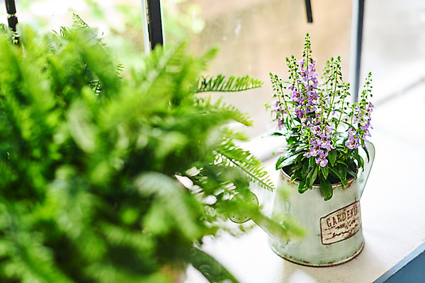 포토 JPG 식물 화분 화초 창문 자연 주택 실내 취미 사람없음 아웃포커스 정원 물뿌리개 창가 원예 홈가드닝 안젤로니아 반려식물 국내포토 촬영기법 내부 건물 생태계 파일형식