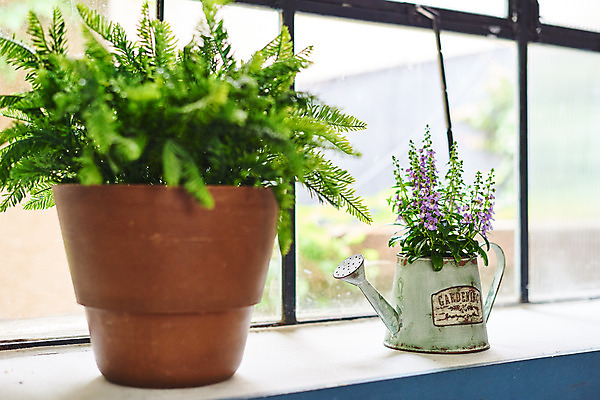 포토 JPG 식물 화분 화초 창문 자연 주택 실내 취미 사람없음 정원 물뿌리개 창가 원예 홈가드닝 안젤로니아 반려식물 국내포토 내부 건물 생태계 파일형식