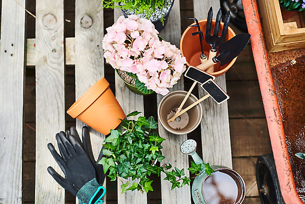 포토 JPG 주간 식물 화분 화초 장갑 자연 주택 취미 사람없음 야외 하이앵글 정원 물뿌리개 모종삽 원예 수국 아이비 율마 홈가드닝 반려식물 국내포토 자연요소 잡화 꽃 뷰포인트 건물 삽 생태계 파일형식