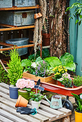 포토 JPG 주간 식물 화분 화초 장갑 자연 주택 취미 사람없음 야외 정원 물뿌리개 모종삽 원예 수국 아이비 로즈메리 베고니아 율마 카랑코에 홈가드닝 레마탄 무늬산호수 안젤로니아 반려식물 국내포토 자연요소 잡화 꽃 건물 삽 허브 생태계 파일형식 공기정화식물