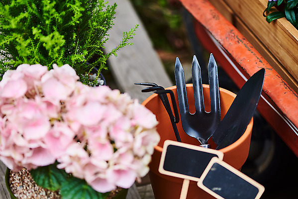 포토 JPG 주간 식물 화분 화초 자연 주택 취미 사람없음 야외 정원 모종삽 원예 수국 율마 홈가드닝 반려식물 국내포토 자연요소 꽃 건물 삽 생태계 파일형식