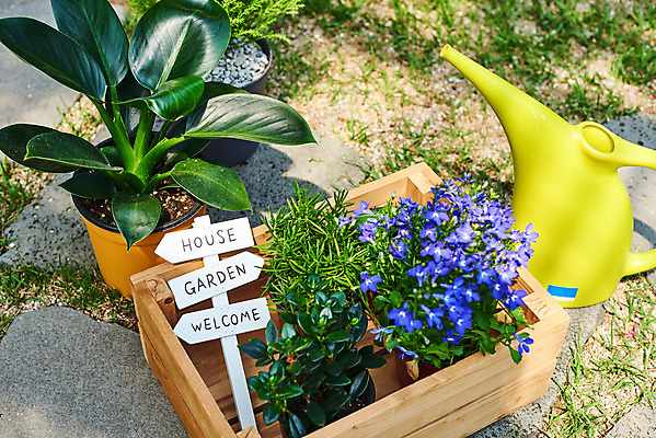 포토 JPG 주간 식물 화분 화초 자연 주택 취미 사람없음 야외 초록색 정원 물뿌리개 원예 로즈메리 로벨리아 홈가드닝 레마탄 반려식물 국내포토 자연요소 컬러 건물 허브 생태계 파일형식 공기정화식물