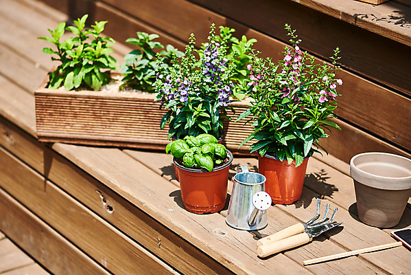 포토 JPG 주간 식물 화분 화초 자연 주택 취미 사람없음 야외 정원 물뿌리개 모종삽 원예 바질 초코민트 홈가드닝 스피아민트 안젤로니아 반려식물 국내포토 자연요소 건물 삽 민트 허브 생태계 파일형식