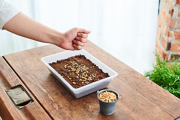 포토 JPG 주간 식물 손 여자 화초 자연 주택 씨앗 한명 20대 취미 야외 신체부위 갈색 정원 흙 한국인 뿌리기 책상 원예 씨뿌리기 홈가드닝 밀싹 반려식물 국내포토 자연요소 1 컬러 가구 모션 사람 동양인 청년 건물 새싹 생태계 파일형식