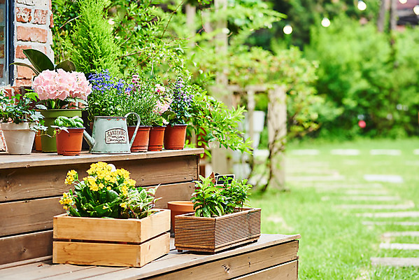 포토 JPG 주간 식물 화분 화초 자연 주택 취미 사람없음 야외 초록색 정원 물뿌리개 원예 수국 아이비 바질 로즈메리 로벨리아 율마 초코민트 카랑코에 홈가드닝 스피아민트 안젤로니아 반려식물 국내포토 자연요소 꽃 컬러 건물 민트 허브 생태계 파일형식