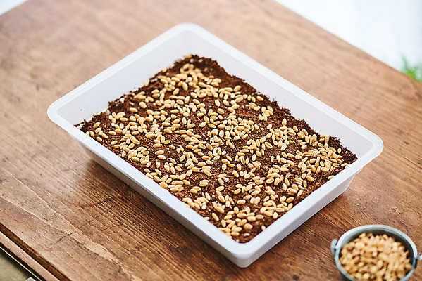 포토 JPG 주간 식물 화초 자연 주택 씨앗 취미 사람없음 야외 갈색 정원 흙 책상 원예 홈가드닝 밀싹 반려식물 국내포토 자연요소 컬러 가구 건물 새싹 생태계 파일형식