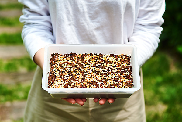 포토 JPG 주간 식물 여자 화초 자연 주택 씨앗 한명 들기 상반신 20대 취미 야외 앞모습 아웃포커스 초록색 정원 흙 한국인 원예 홈가드닝 밀싹 반려식물 국내포토 자연요소 1 뷰포인트 컬러 모션 촬영기법 사람 동양인 청년 건물 새싹 생태계 파일형식