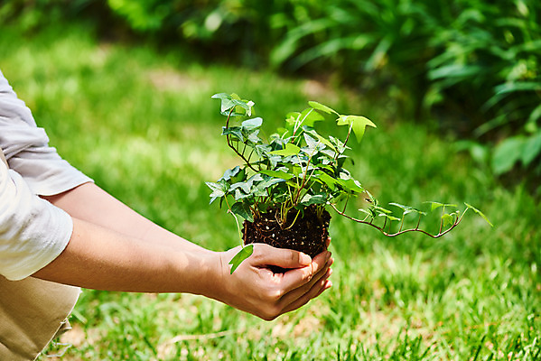 포토 JPG 주간 식물 손 여자 화초 자연 주택 한명 들기 20대 취미 야외 아웃포커스 신체부위 초록색 정원 한국인 원예 아이비 분갈이 홈가드닝 반려식물 국내포토 자연요소 1 컬러 모션 촬영기법 사람 동양인 청년 건물 생태계 파일형식